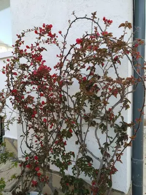 a plant with red flowers on the side of a building at Guest House Evtimov in Primorsko