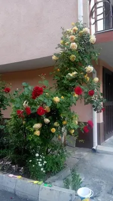 a bush of roses on the side of a building at Lazur Hotel in Ravda