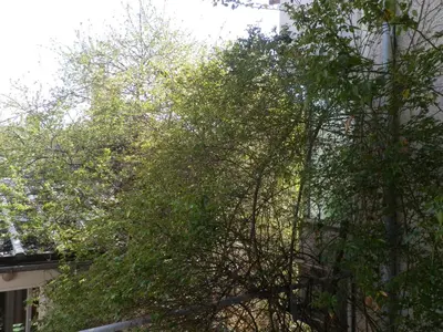 a group of trees in front of a building at Silver House in Varna City