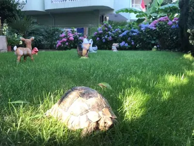 a turtle sitting in the grass in a yard at Джорджия in Kiten