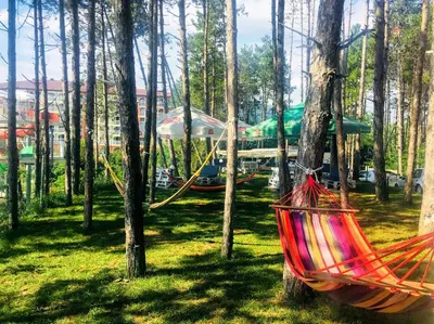 two hammocks hanging from trees in a forest at Dream View in Byala
