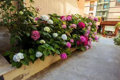 a planter filled with pink and white flowers on a building at Hotel Orchidea in Sozopol