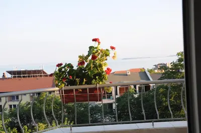 a plant on the balcony of a building at Hotel Babeva in Sveti Vlas