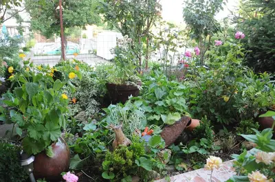 a garden filled with lots of plants and flowers at Hotel Babeva in Sveti Vlas