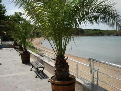 a palm tree in a pot next to a bench at Vila Riviera in Chernomorets