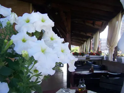 a bunch of white flowers on a table at Hotel Luxor in Lozenets