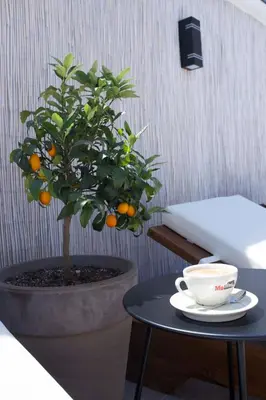 a plant in a pot next to a table with a coffee cup at Ema Hotel in Sozopol
