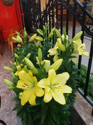 a bouquet of yellow flowers in front of a fence at Hotel Sirena in Primorsko