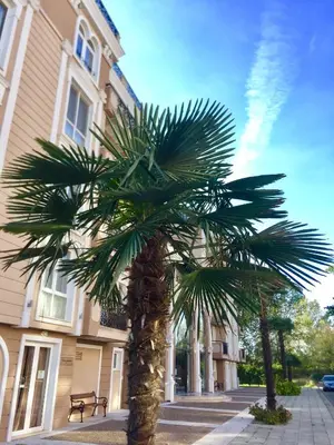 a palm tree in front of a building at APARTELLO Modern Apartment - Balkan Breeze 7 in Sunny Beach