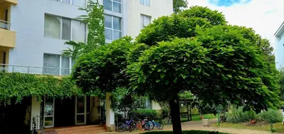 a large green tree in front of a building at Niko Apartments in Sunny Beach