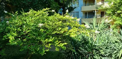 a bush in front of a building at Niko Apartments in Sunny Beach