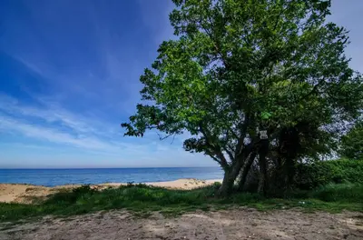 a tree on the beach next to the ocean at Alex Village in Shkorpilovtsi