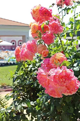 a bunch of pink flowers on a bush at Duni Holiday Village - All Inclusive in Sozopol