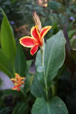 a red and yellow flower with green leaves at Guest House Barbov in Obzor