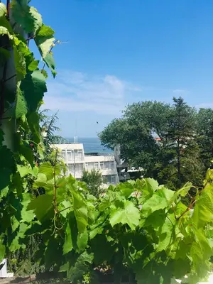 a large green plant with a building in the background at Guest House Barbov in Obzor