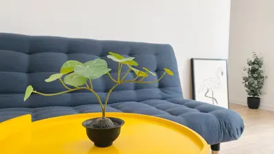 a plant on a yellow table in front of a blue couch at APARTELLO Modern Apartments in DownPARK in Sunny Beach