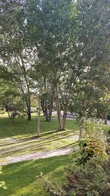 a path in a park with trees and grass at Апартаменты Aphrodite Roce in Sunny Beach
