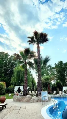 two palm trees in front of a swimming pool at Апартаменты Aphrodite Roce in Sunny Beach