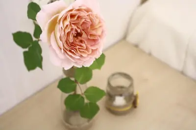 a pink rose in a vase on a table at Alba Family Club Hotel in Primorsko
