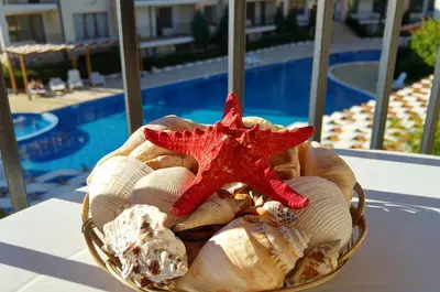 a basket filled with shells and a starfish on a table at Arkite Complex in Sunny Beach