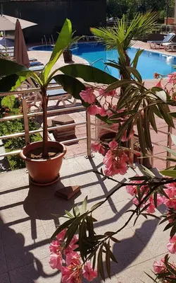 a plant in a pot next to a swimming pool at Apartament CACAO RESIDENCE in Sunny Beach