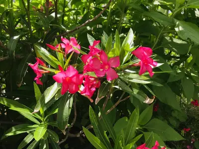 a group of pink flowers on a green bush at Къща Наде in Tsarevo