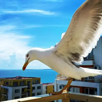 Sea View Panoramic Apartments