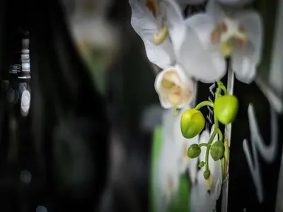 a plant with green and white flowers in a vase at Luxury Apartments Burgas in Burgas City
