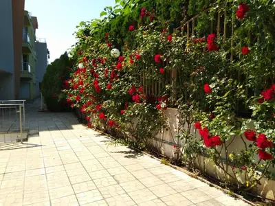 a garden with red roses on a fence at Apartmán Alex beach s nádherným panoramatickým výhledem na moře in Sveti Vlas