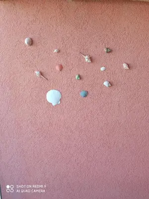a bunch of seashells on a pink wall at Студио in Lozenets