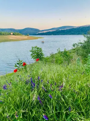 a view of a body of water with flowers at Caravans 10 min to Tsonevo Lake & 35 min to Black Sea in Tsonevo