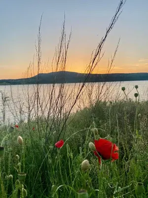 a field of grass with flowers in front of a body of water at Caravans 10 min to Tsonevo Lake & 35 min to Black Sea in Tsonevo