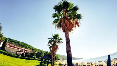 two palm trees standing next to a grassy field at William's apartments - second cozy studio in Sveti Vlas
