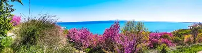 a group of trees with purple flowers and a body of water at Luxury Apartments Alix in Burgas City