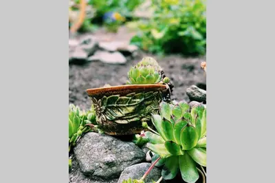 a green plant sitting on top of some rocks at Cute Little House with a White Picket Fence in Burgas City