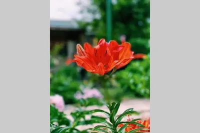 a red flower is growing in a garden at Cute Little House with a White Picket Fence in Burgas City