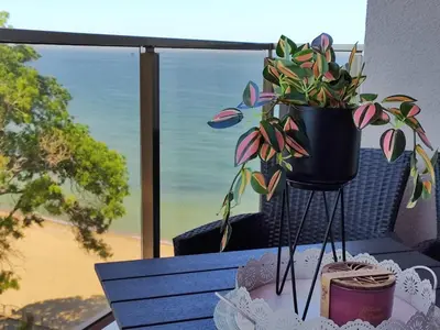 a potted plant sitting on top of a table at студио Водолей in Obzor