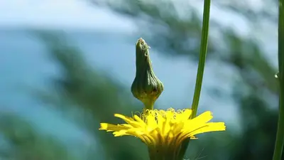a close up of a yellow flower at Villa Denta in Nesebar