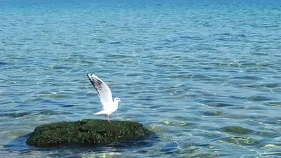 a white bird standing on a rock in the water at Villa Denta in Nesebar