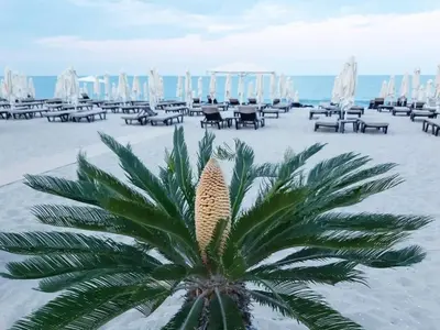 a palm tree on a beach with tables and chairs at Panorama beach Obzor in Obzor
