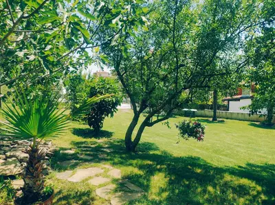 a green yard with a tree in the middle at La Veranda къща за гости Царево in Tsarevo