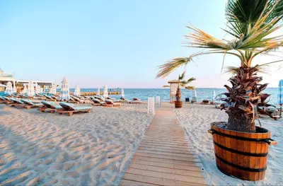 a sandy beach with chairs and a palm tree at Beachfront Smart Homes by Marty's in Sunny Beach