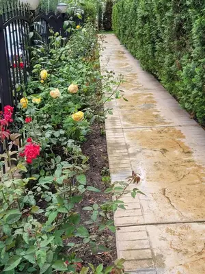 a garden with flowers and a spider on a sidewalk at Studio VIP-ZONE in Sunny Beach