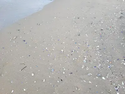 a beach with a lot of shells on the sand at Bayview B32 - Burgas Beach Resort 2 in Burgas City