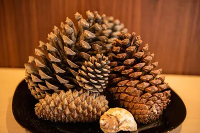 a plate with two pine cones and a seashell at Green Life Beach Resort Apartment in Sozopol