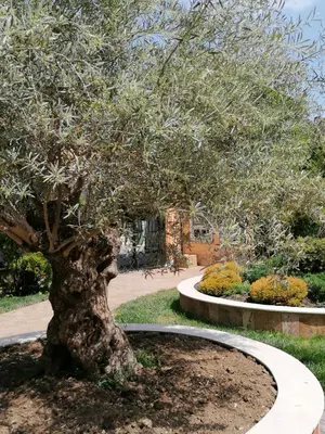 a large olive tree in a park with a sidewalk at Marina Studio in Ravda
