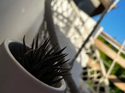 a black plant in a white vase on a table at A&K Guest Studio in Varna City