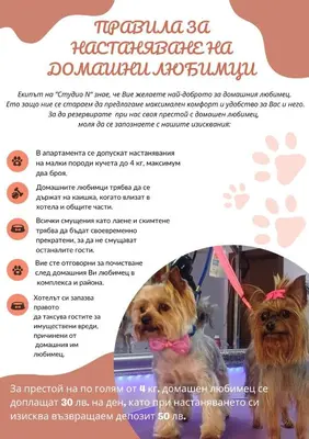 a flyer for a dog obedience class with two dogs at Studio N in Primorsko