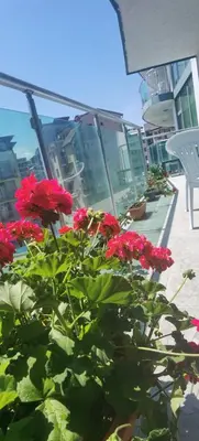 a bunch of red flowers sitting on a balcony at F 207 Primorsko del Sol - просторно студио с кухня in Primorsko