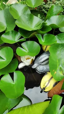 a group of green leaves and fish in a pond at Къща за гости Снежа/ Guest house Snezha in Obzor